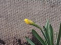 Daffodils with yellow petals bloom. Spring garden flowers