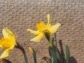 Daffodils with yellow petals bloom. Spring garden flowers