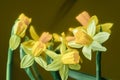 Daffodils yellow spring flowers closeup Royalty Free Stock Photo