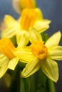 Daffodils yellow spring flowers closeup Royalty Free Stock Photo