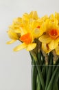 Daffoldils in a vase Royalty Free Stock Photo