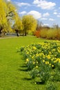 Daffs in the park 2 Royalty Free Stock Photo