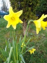 Dafodil flower yellow spring plant narcissus floral garden