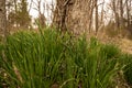 Dafodil Plants At The Base of Tree Before Blooming In Early Spring Royalty Free Stock Photo
