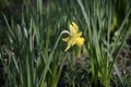 Dafodil in spring time