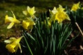 dafodill in bloom, spring is here