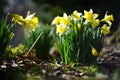 dafodill in bloom, spring is here