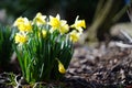 dafodill in bloom, spring is here