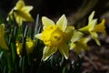 dafodill in bloom, spring is here