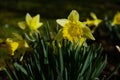 dafodill in bloom, spring is here Royalty Free Stock Photo