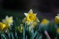 dafodill in bloom, spring is here