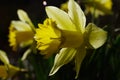 dafodill in bloom, spring is here