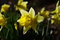 dafodill in bloom, spring is here Royalty Free Stock Photo