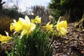 dafodill in bloom, spring is here