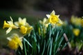 dafodill in bloom, spring is here Royalty Free Stock Photo