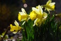 dafodill in bloom, spring is here