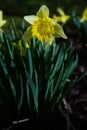 dafodill in bloom, spring is here Royalty Free Stock Photo