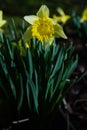 dafodill in bloom, spring is here