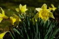 dafodill in bloom, spring is here Royalty Free Stock Photo