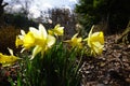 dafodill in bloom, spring is here