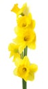 Dafodils