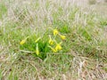 Dafodils on a background of grass 1 Royalty Free Stock Photo