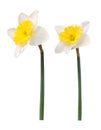 Dafodils flower Royalty Free Stock Photo