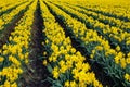 Dafodils in full bloom. Royalty Free Stock Photo