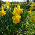 Dafodils Royalty Free Stock Photo