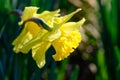 Dafodls blooming in  early morning dew Royalty Free Stock Photo