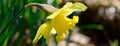 Dafodls blooming in  early morning dew Royalty Free Stock Photo