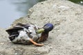 daft comical mallard drake preening its feathers Royalty Free Stock Photo