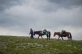 Dagestan, Russia - June 2, 2020: Shepherd and horses in the mountains