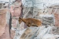 Dagestan tour lat. Carpa cylindricornis brown standing on the rocks on a clear sunny day Wildlife fauna