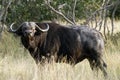 Dagger Boy; African Buffalo
