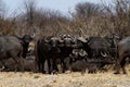 Dagger Boy; African Buffalo