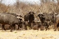 Dagger Boys; African Cape Buffalo