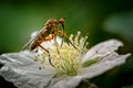 The Dagger Fly seen here is Empis opaca nectaring feeding on a dewberry flower. These flies are common throughout Europe except