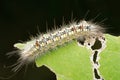 Dagger moth caterpillar, Acronicta psi, Pune