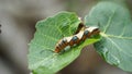 Marpesia caterpillar