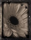 Dagguereotype repro 'daisy'