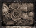 Dagguereotype repro 'roses'