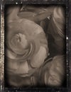 Dagguereotype repro 'wedding'