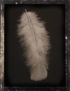 Dagguereotype Still-Life 'white feather
