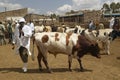 Dagoretti slaughterhouse in Nairobi, Kenya, Africa a holding tank for cows and goats to be killed in slaughterhouse