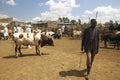 Dagoretti slaughterhouse in Nairobi, Kenya, Africa a holding tank for cows and goats to be killed in slaughterhouse