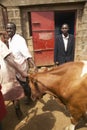 Dagoretti slaughterhouse in Nairobi, Kenya, Africa a holding tank for cows to be killed in slaughterhouse