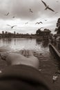 Daguan park feeding scenery with black headed gulls in winter Royalty Free Stock Photo