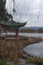 Daguan park scenery with black headed gulls in winter