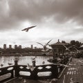 Daguan park scenery with black headed gulls in winter